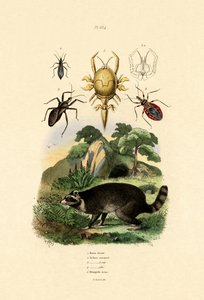 Raton laveur, 1833-39 - French School